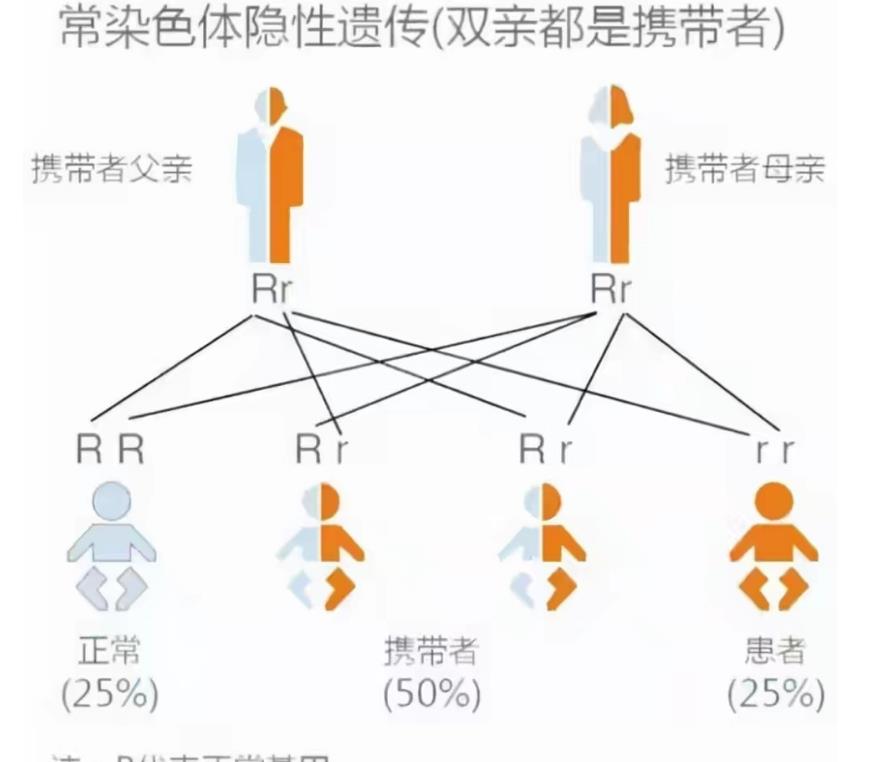 违反伦理的动物回交实验