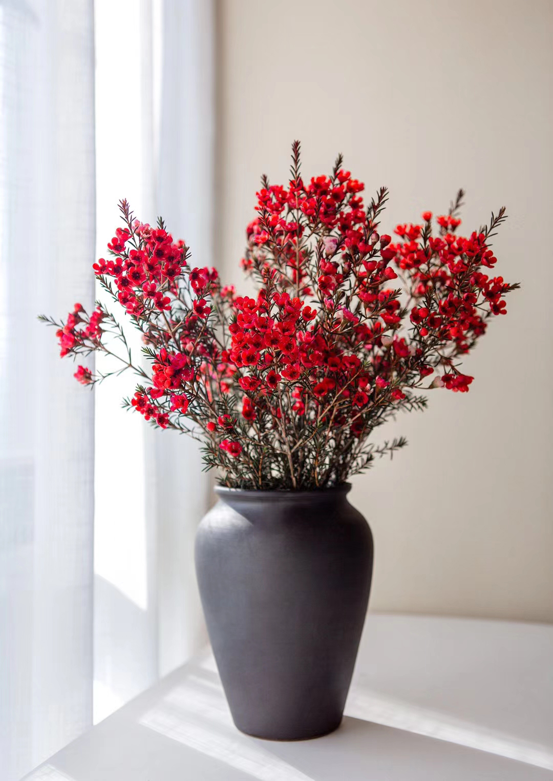 婉约秀美澳梅花,来自澳洲的蜡梅