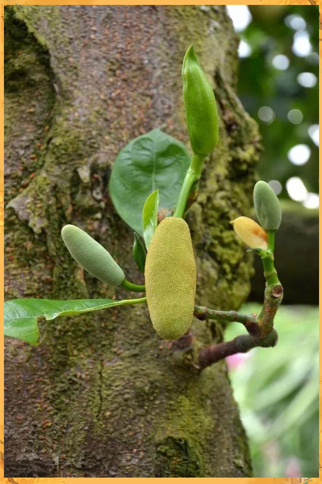 菠萝蜜开花结果期的关键管理措施在每年的1月至2月间,需施入促花肥,以