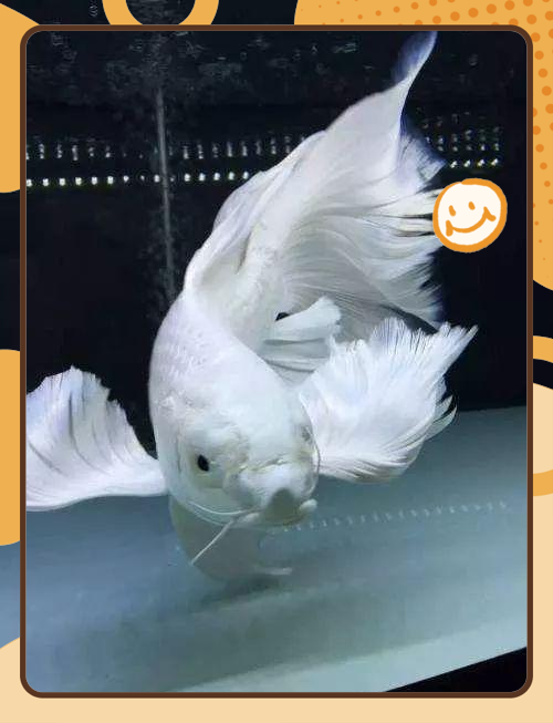 蝴蝶鲤:一种惊艳的高颜值观赏鱼