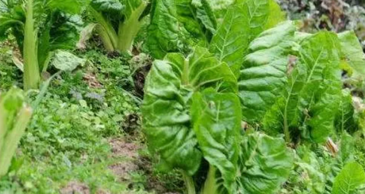 根达菜的学名叫什么