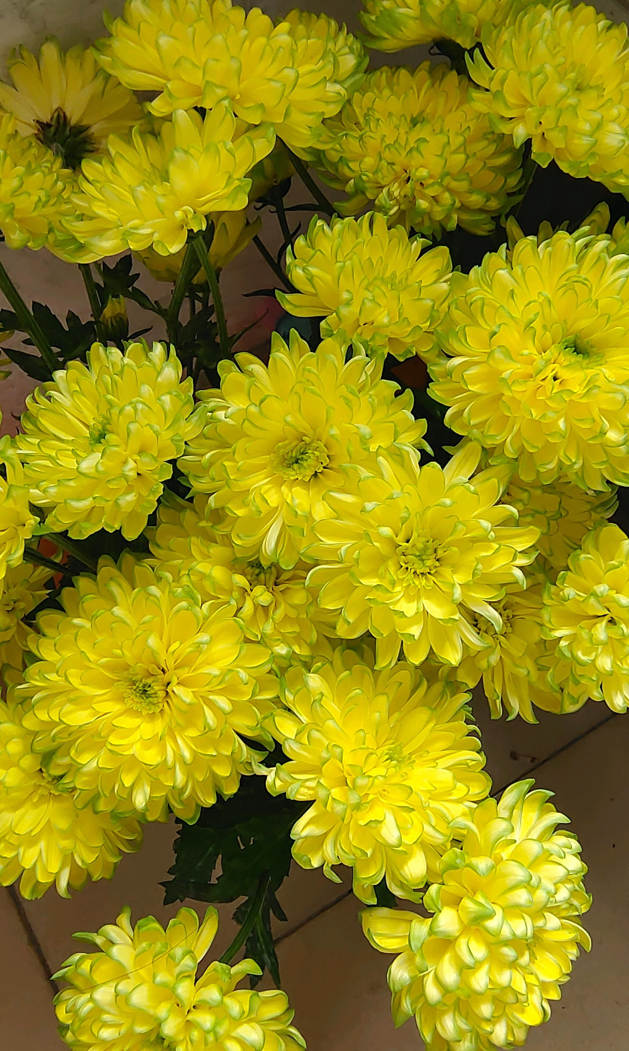 养花圈的盆栽"新宠"—天赞菊,自带仙气,颜值高还爱开花