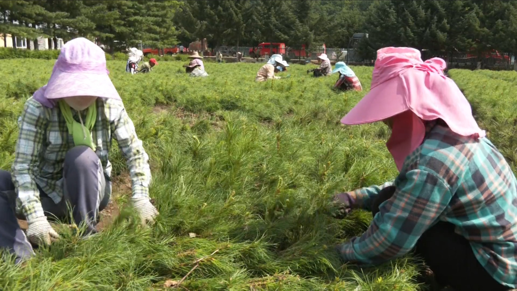 黑龙江柴河:全力修复 苗圃现生机