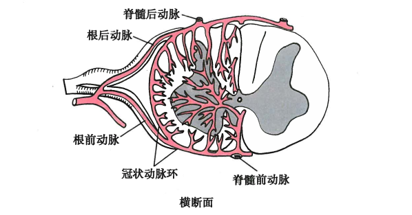 脊髓中央管图片