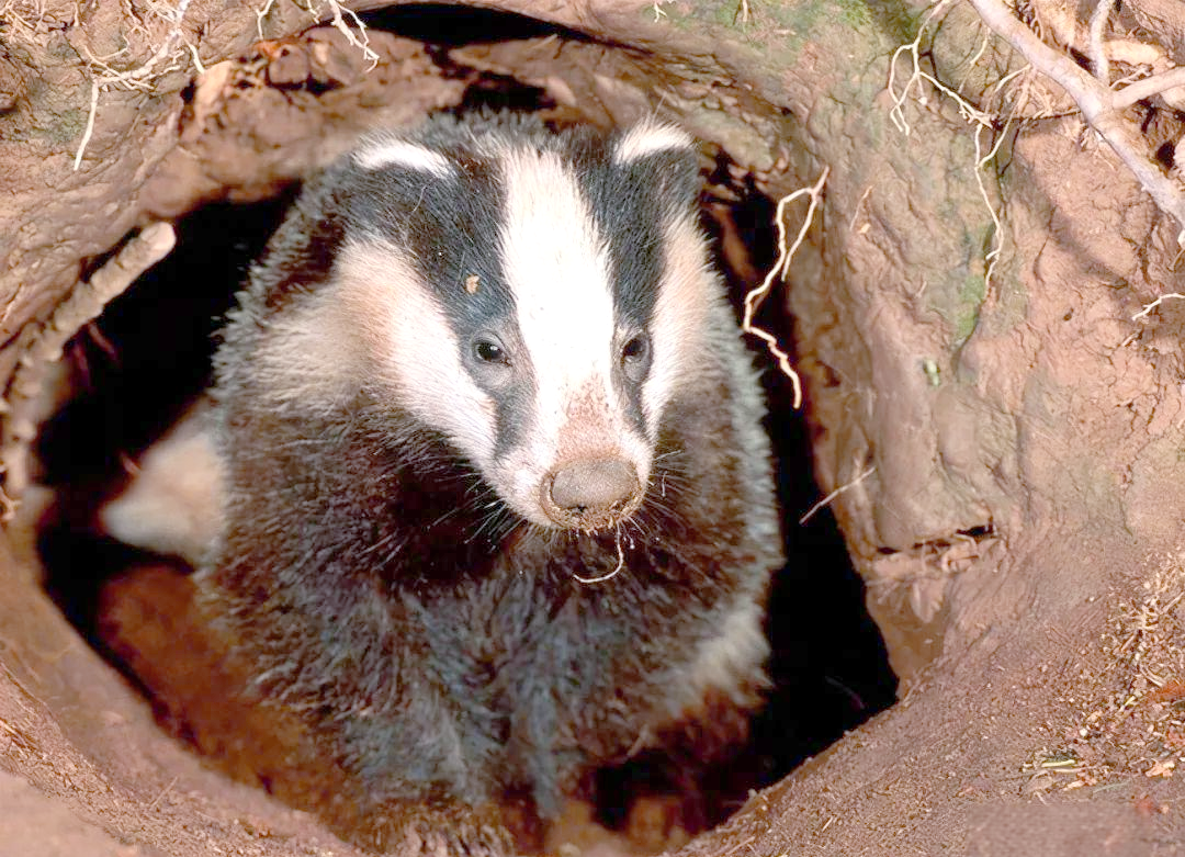 更令人担忧的是,狗獾甚至在河堤上挖掘洞穴