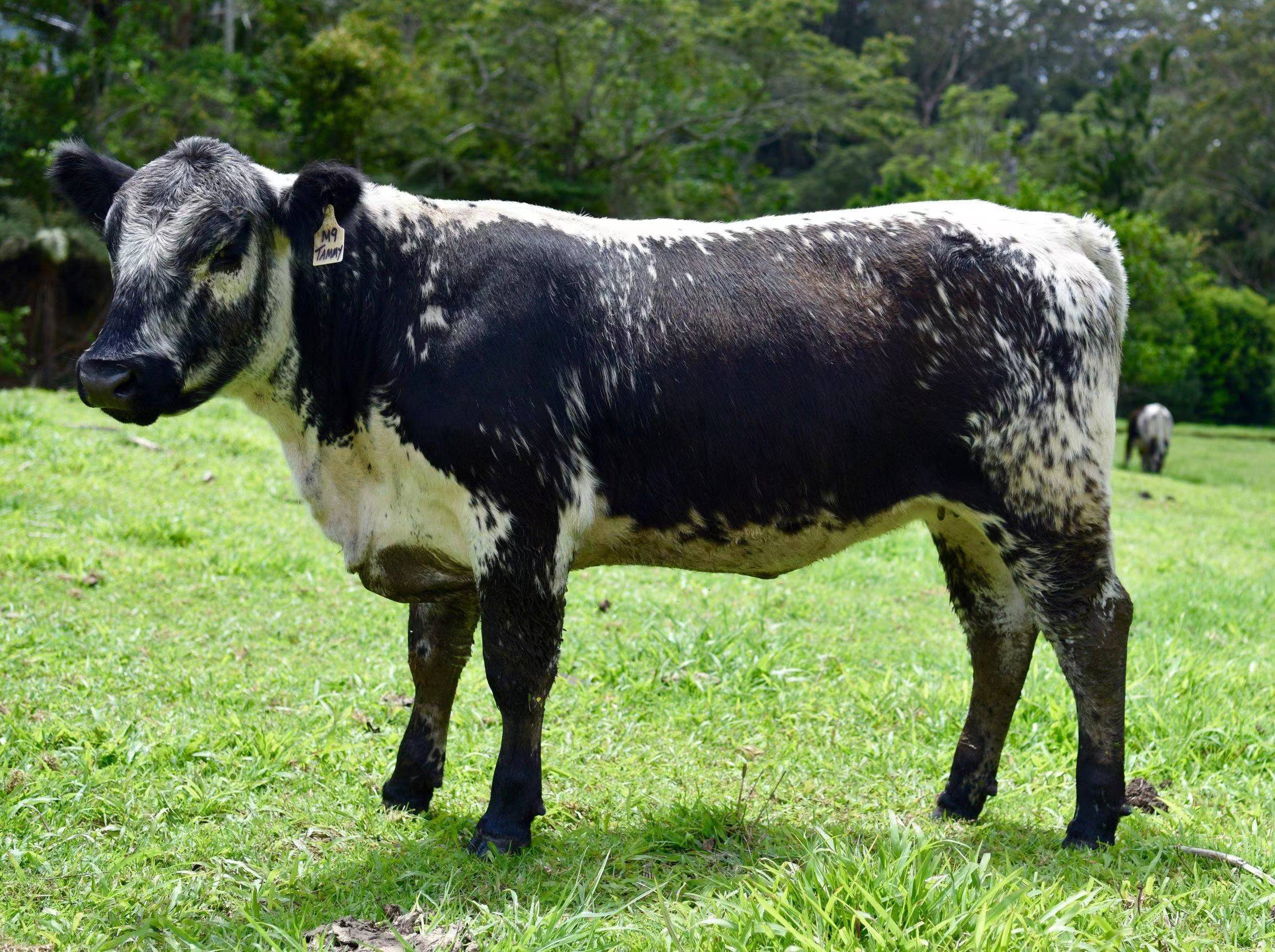 天津港进口种牛数量创纪录,天津海关全力保障安全