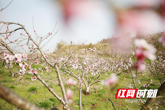 春日裡的中國|衡陽珠暉區:東陽回龍谷 遊人尋花來