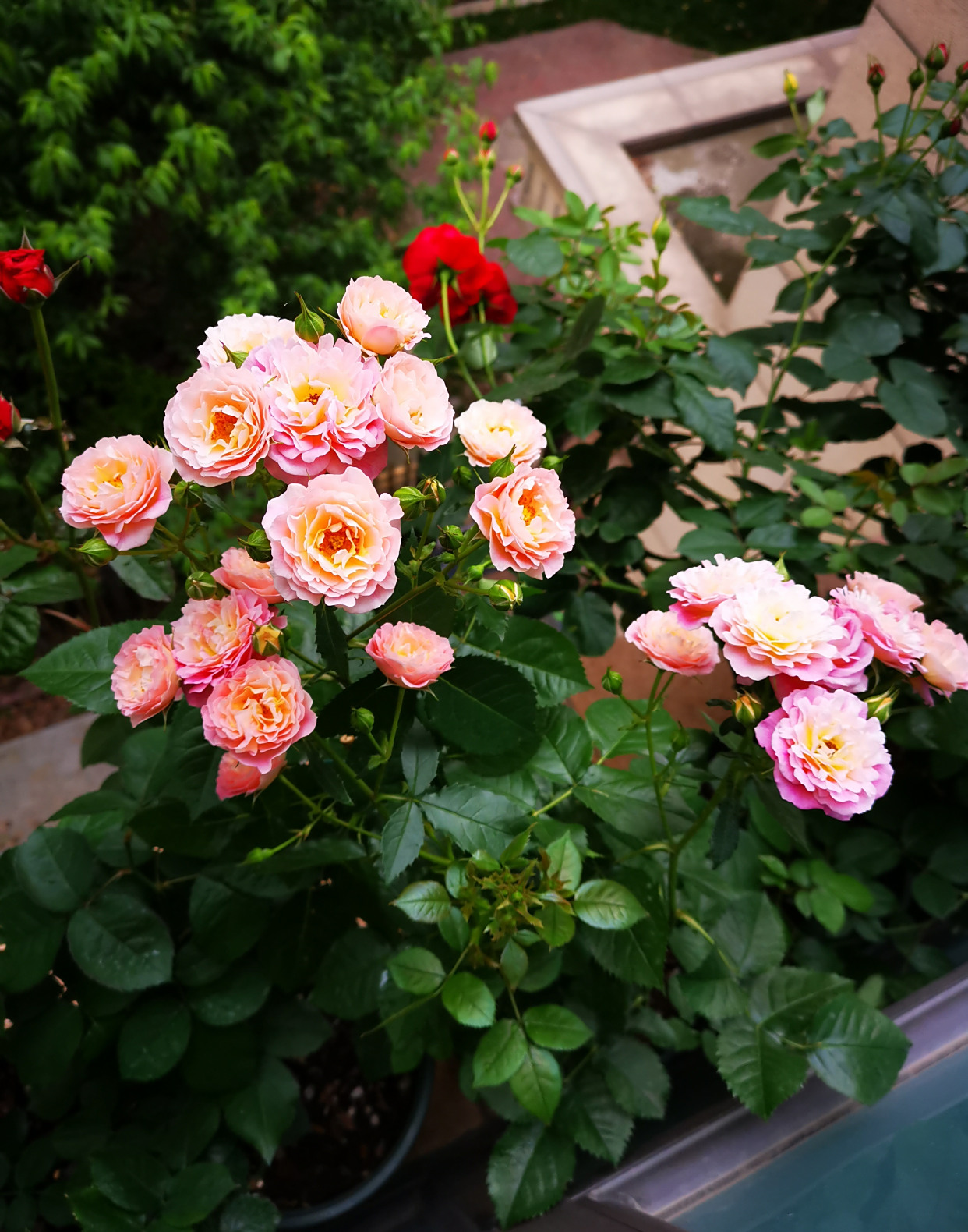 阳台盆栽新宠—小魔女甜心,花朵美又香,丰花勤花,冬天也有花看