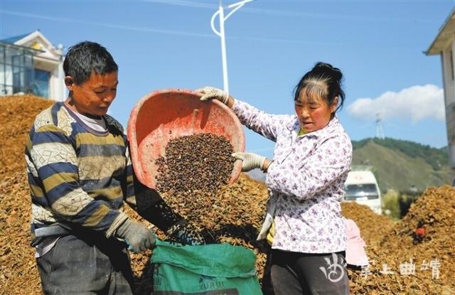 会泽县驾车乡:小松子 大产业