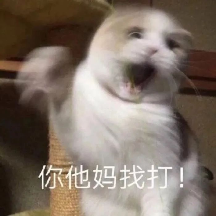 猫咪骂骂咧咧表情包