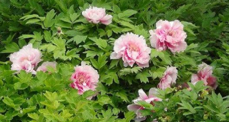 彭州丹景山牡丹花期