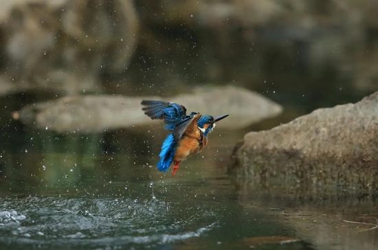 西溪湿地的普通翠鸟,美得不普通