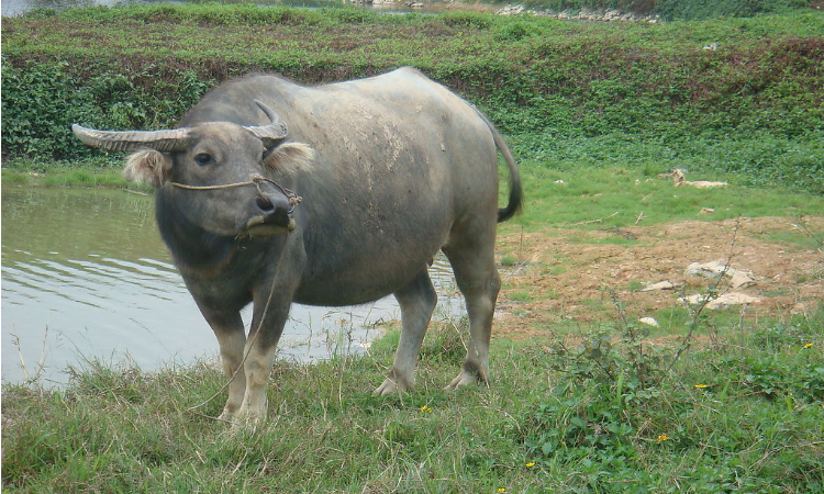 为什么水牛可以骑黄牛不行