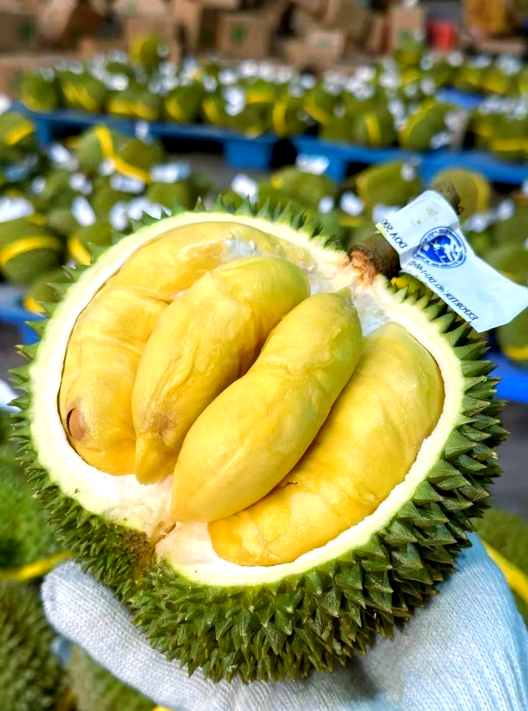 泰国甲仑榴莲:香气浓郁,口感超赞!