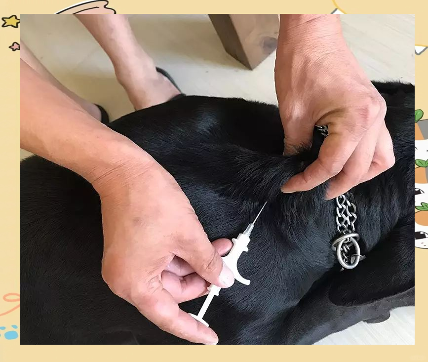 如何为狗狗植入芯片并确保安全