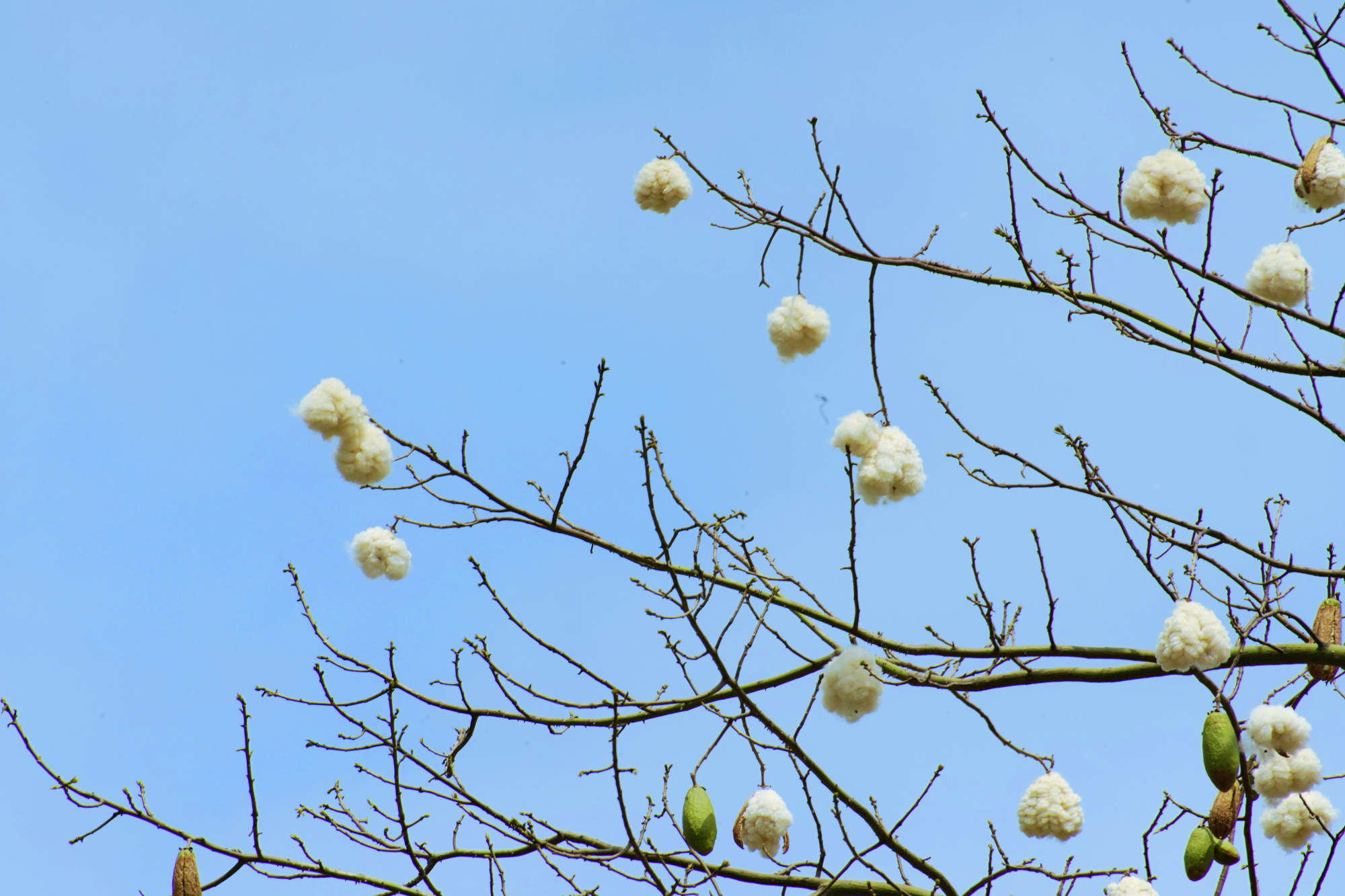 美丽异木棉春天开出朵朵雪白棉花