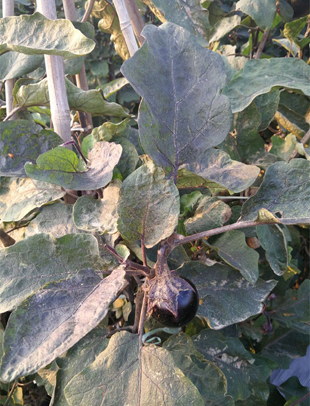 8,9月份,茄子极易爆发茶黄螨虫害,防治结合,避免虫害爆发