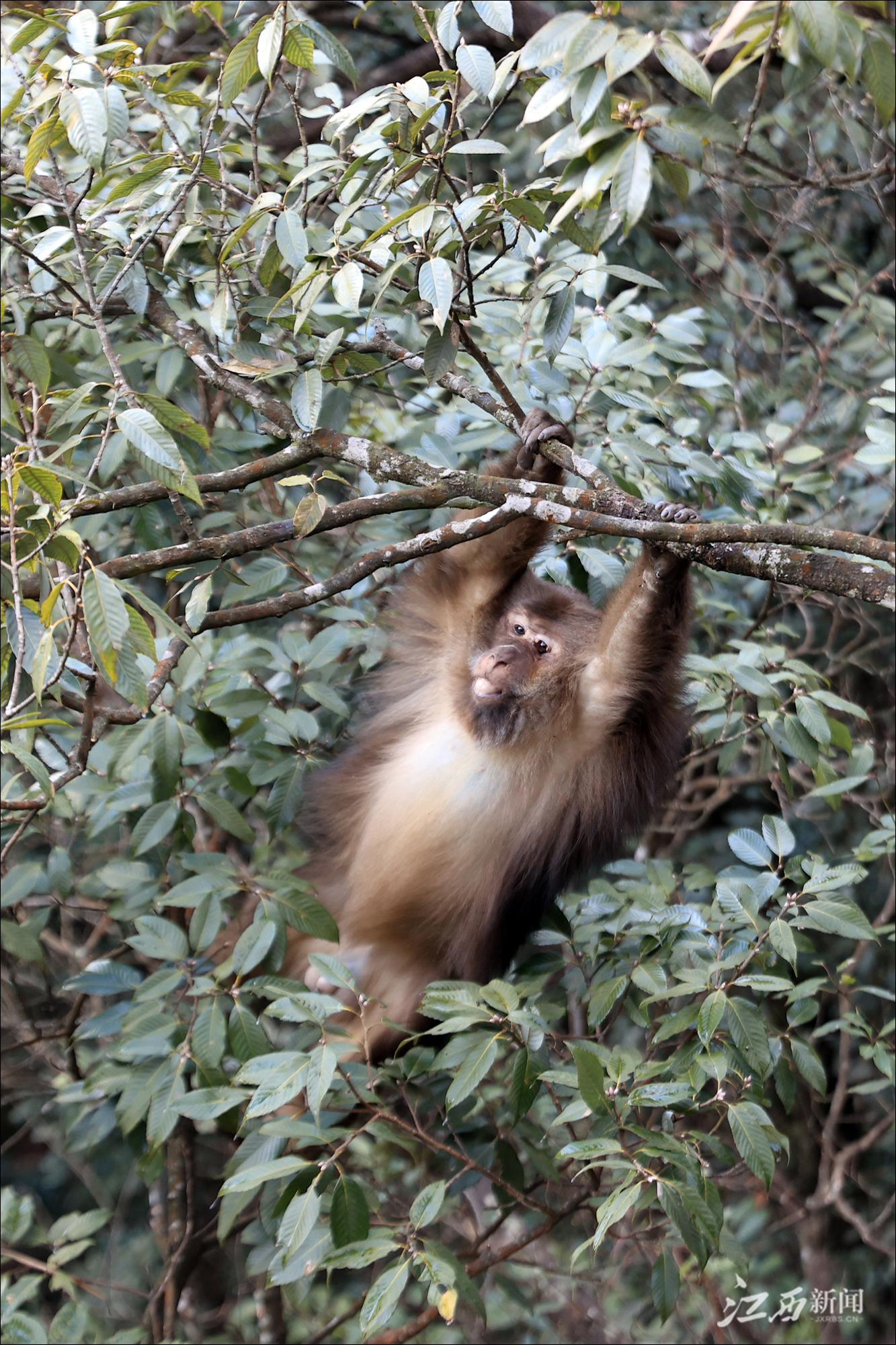 武功山上的短尾猴