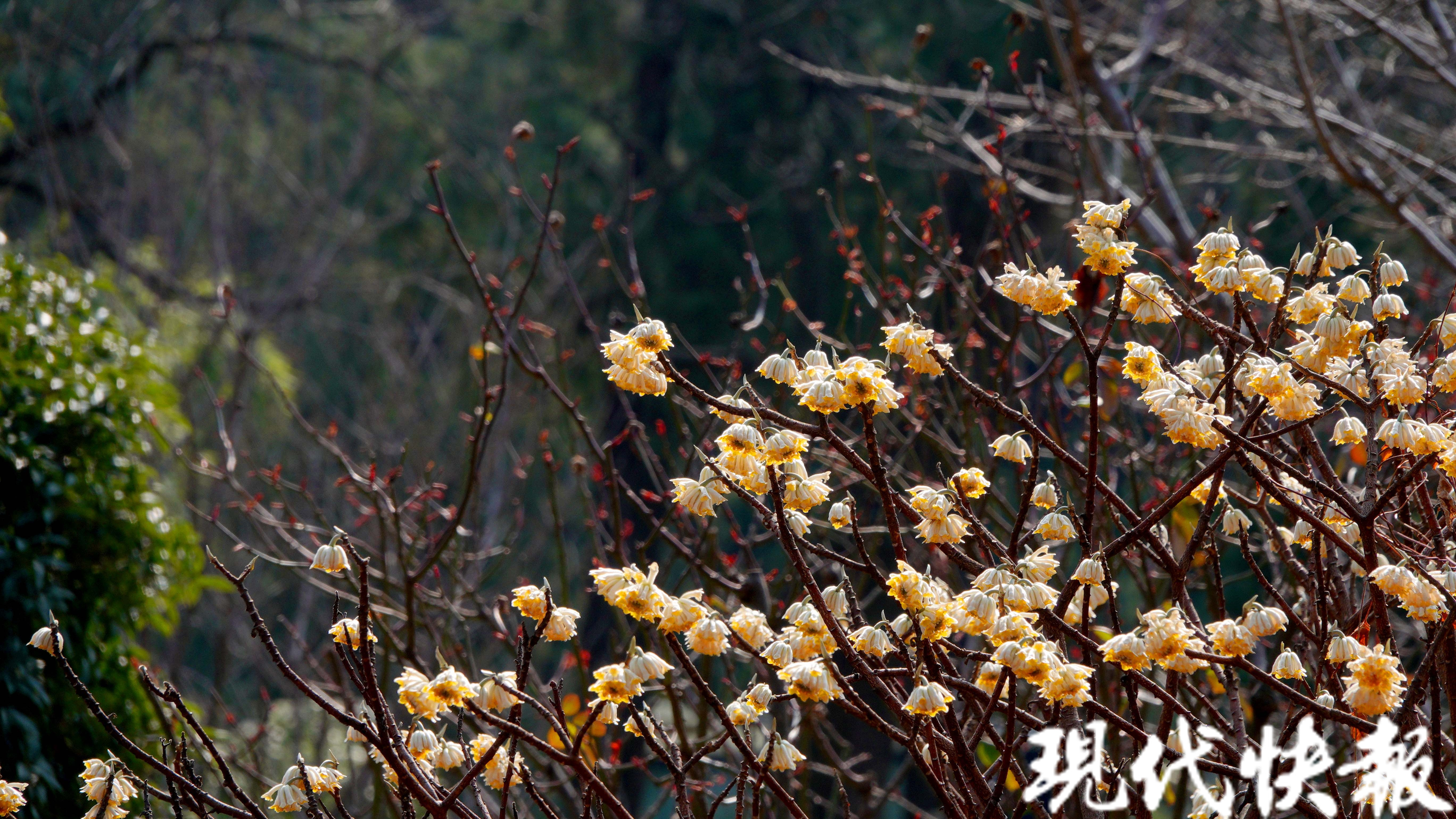 爱情树花图片图片