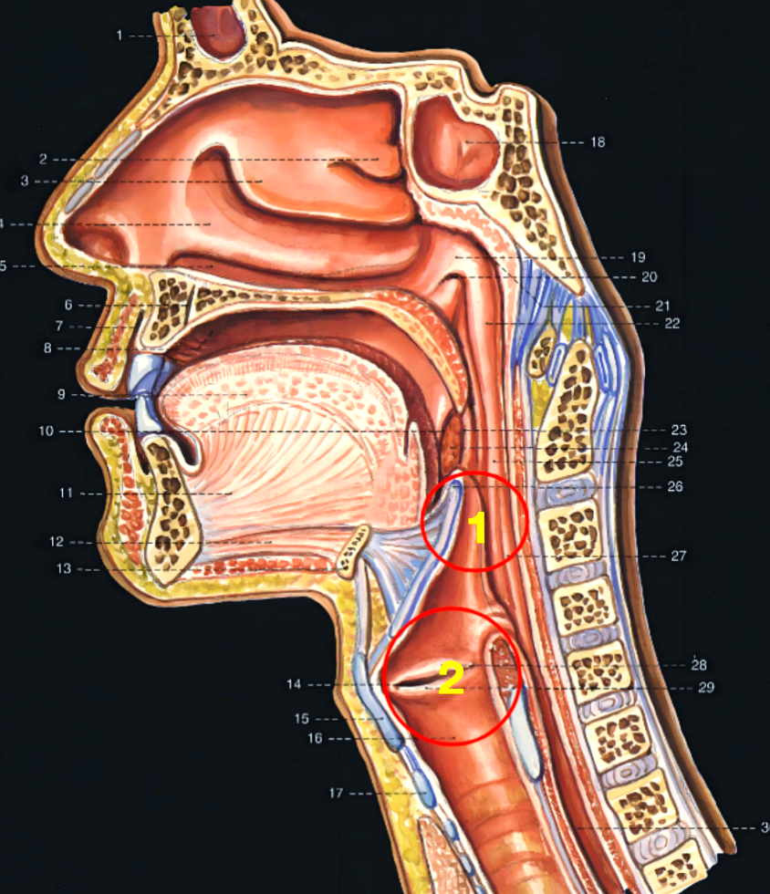 环甲膜穿刺与气管切开:应对急性喉部水肿的解剖学方法