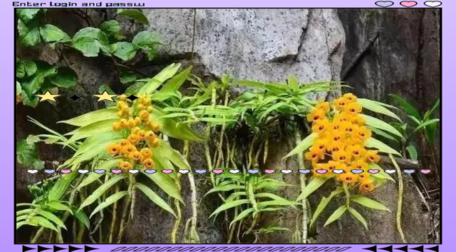 药材种植方法