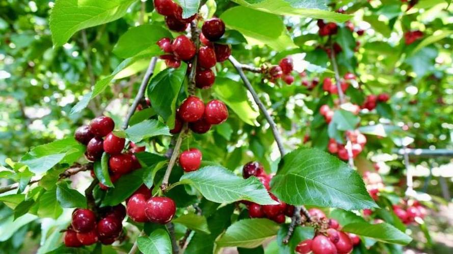 七年间,四川深山里的水晶车厘子之旅