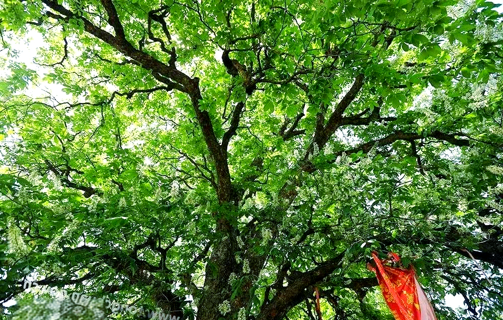 艾蒿洼村的千年娑罗树探秘