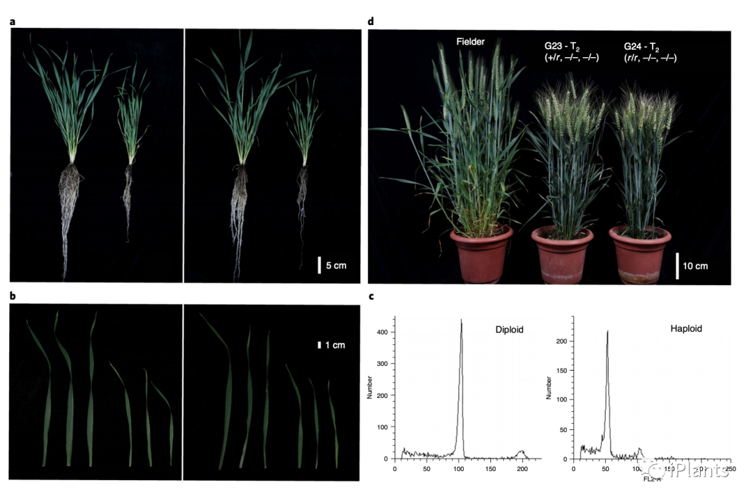 「nat biotech」杂合等位基因,诱导小麦单倍体效率更高
