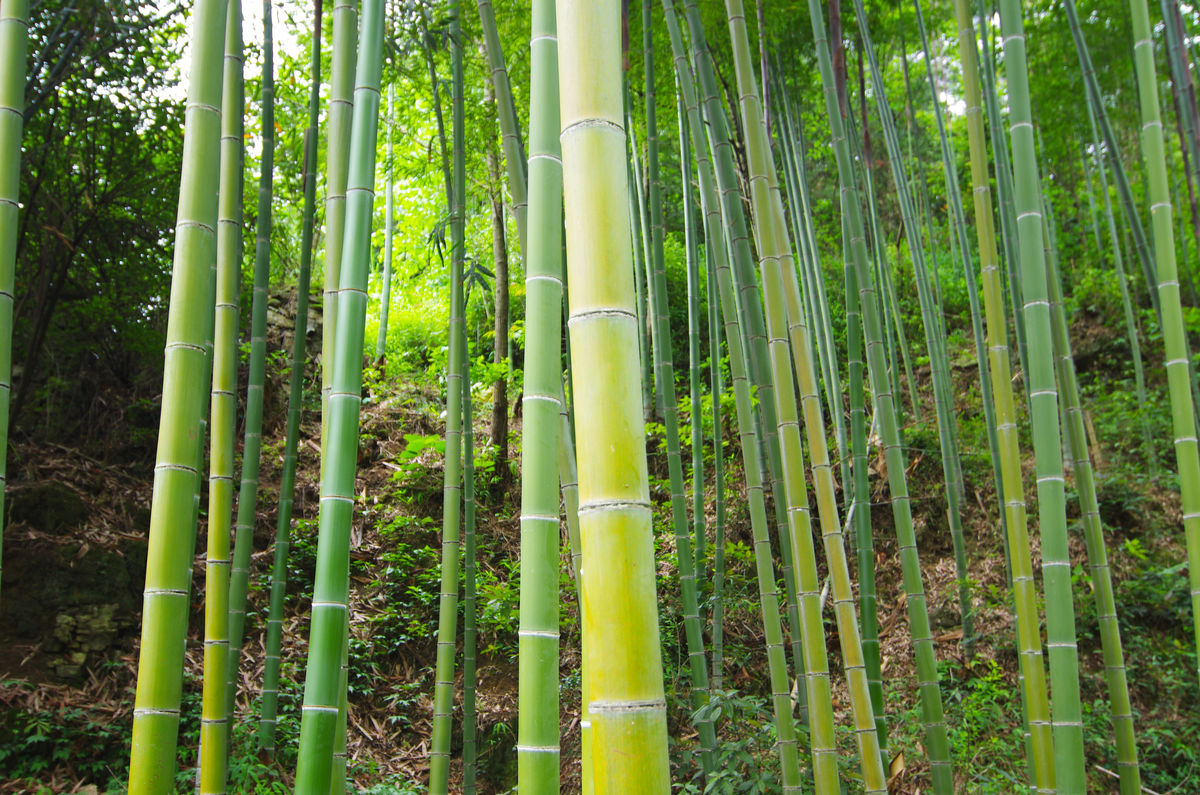 竹竿还是竹杆?你清楚吗?