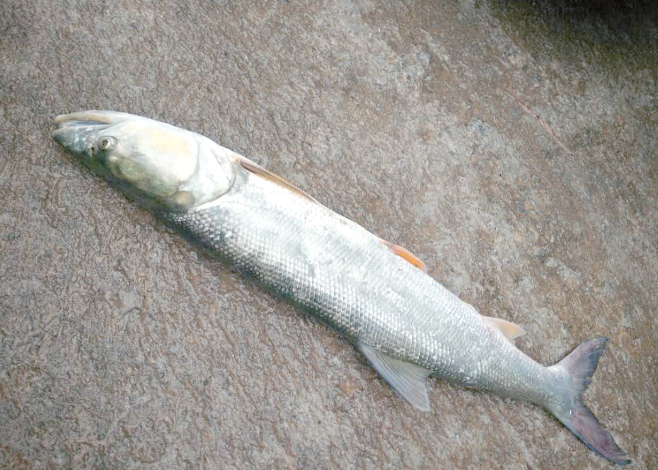 长江禁渔三年,鱤鱼群爆发,生态平衡还是隐患