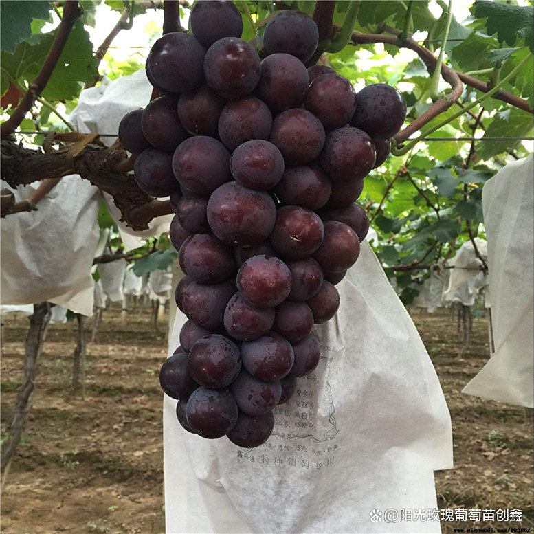 5bb根系阳光玫瑰葡萄苗