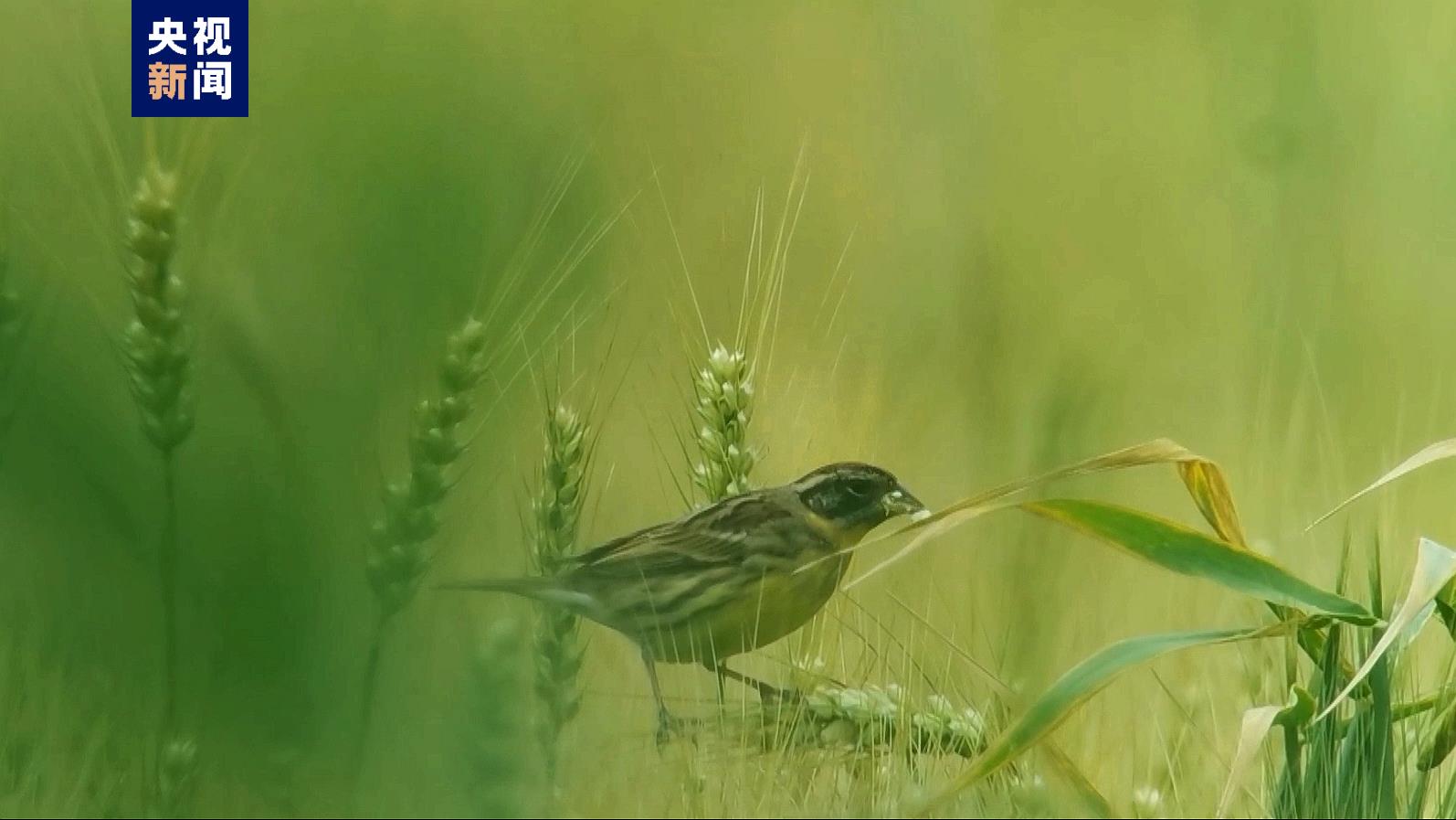 30多只全球极危物种黄胸鹀栖息江苏靖江马洲岛