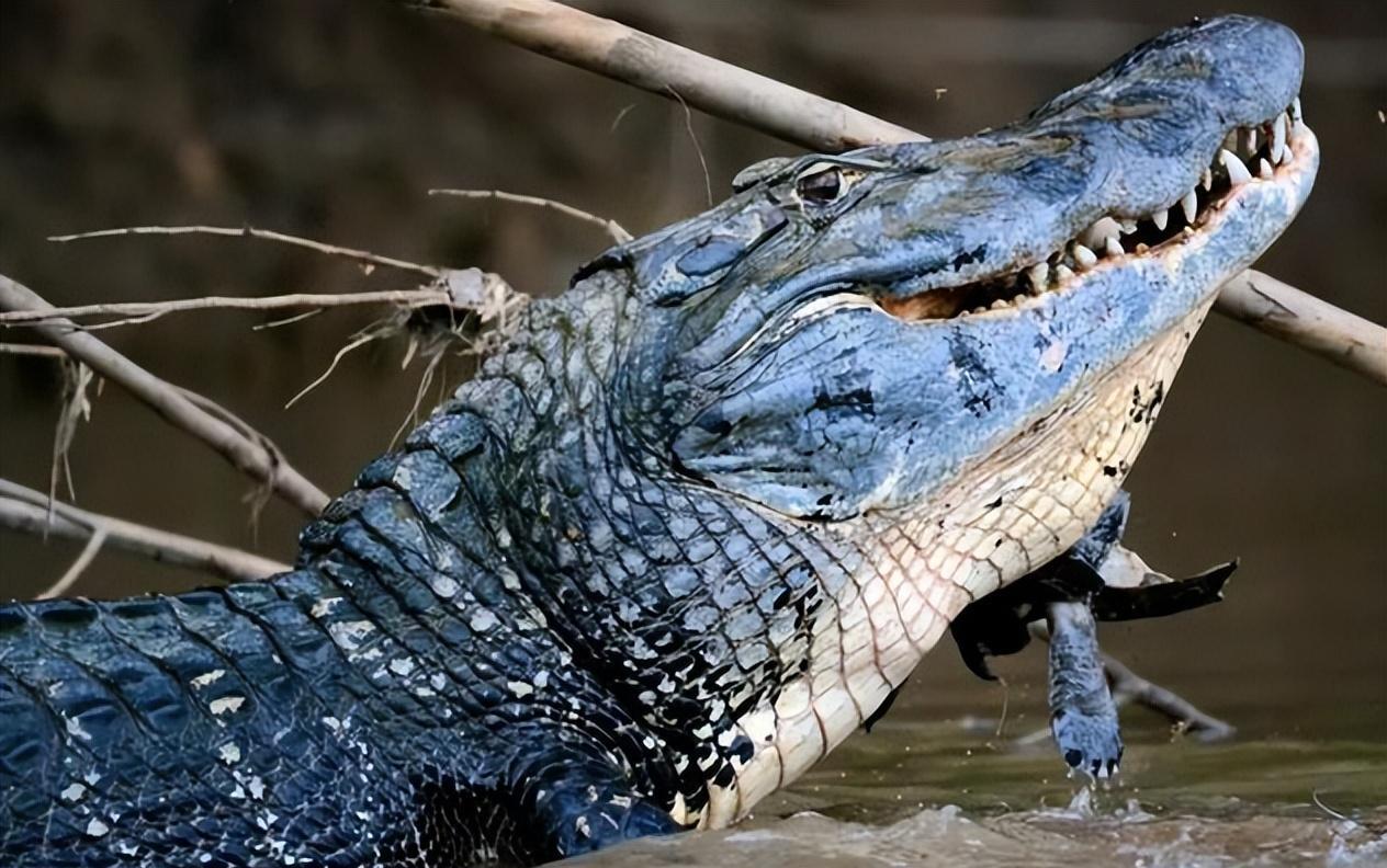 鳄鱼一口咬中电鳗,被电到全身抽搐,两者谁才是亚马逊终极杀手?
