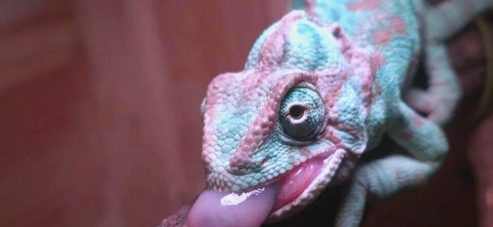 小型变色龙舌技惊人,谁将问鼎脊椎动物界