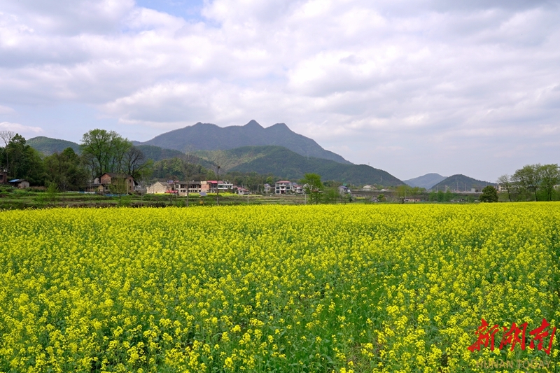长塘镇:果甜茶香助农富 特色产业兴乡村