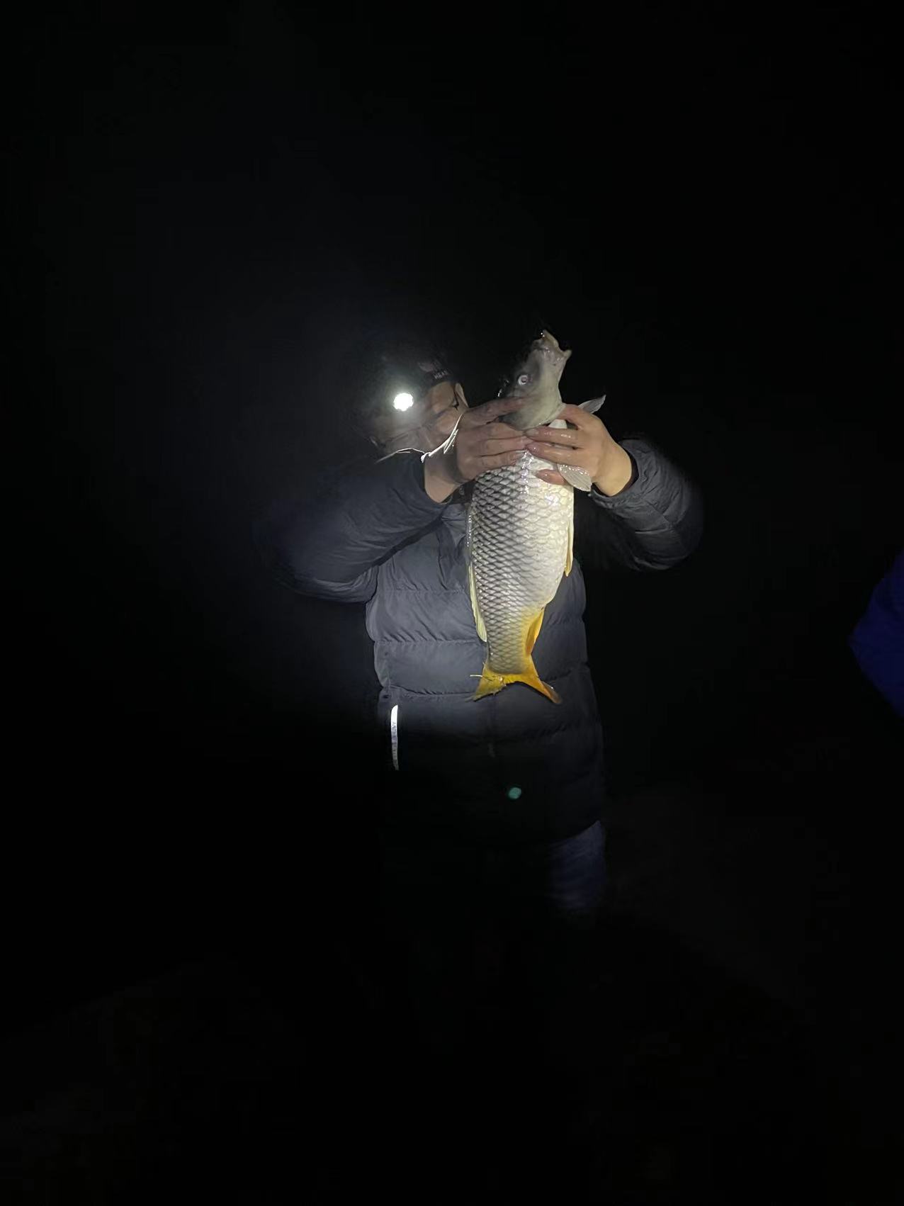 初春夜釣賈魯河,喜獲紅毛大鯉魚