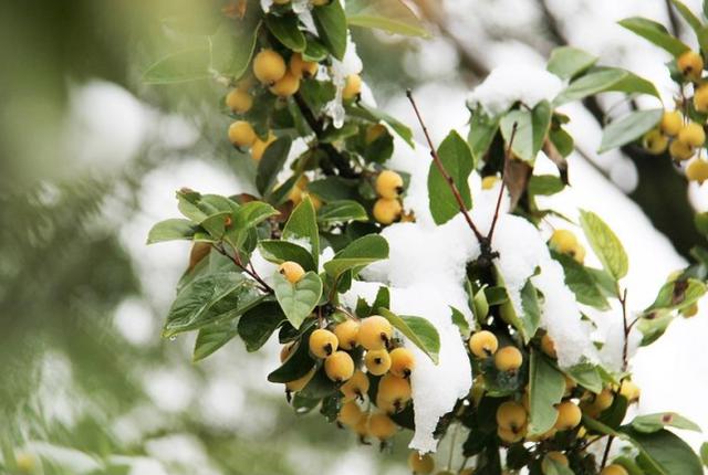 全国多地迎入秋后首场降雪（全国降雪情况）