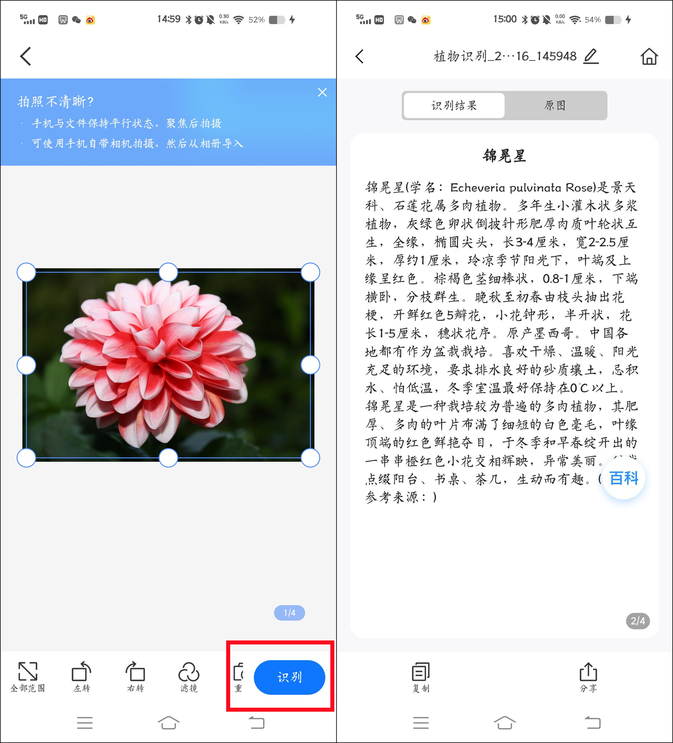花草识别扫一扫图片