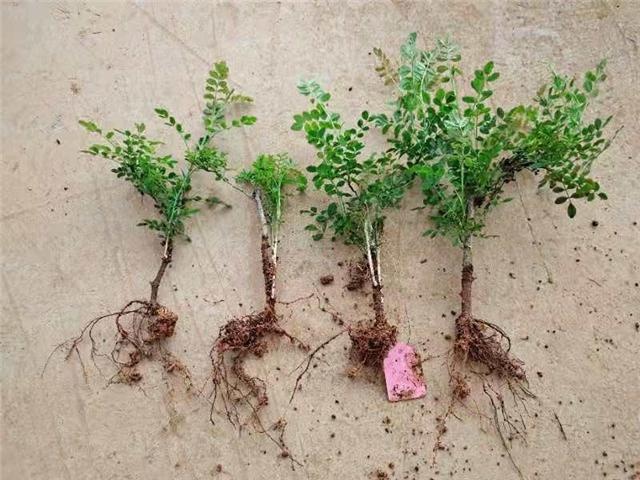 黔南州林业科技推广中心开展刺梨种苗培育工作