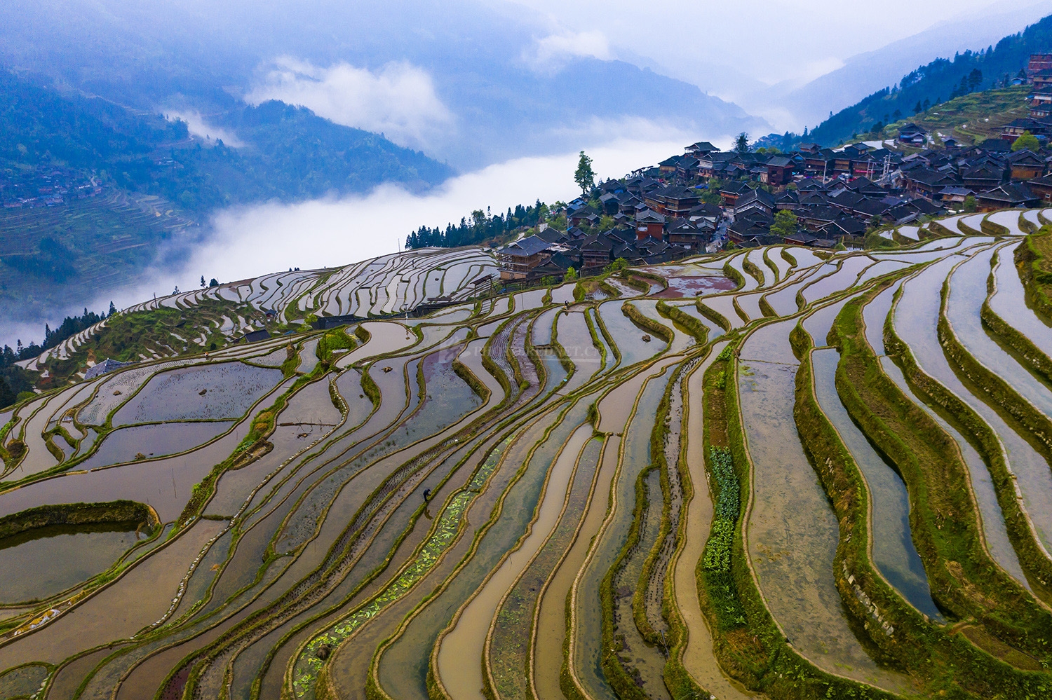 生态文学丨魏佳敏:赶水