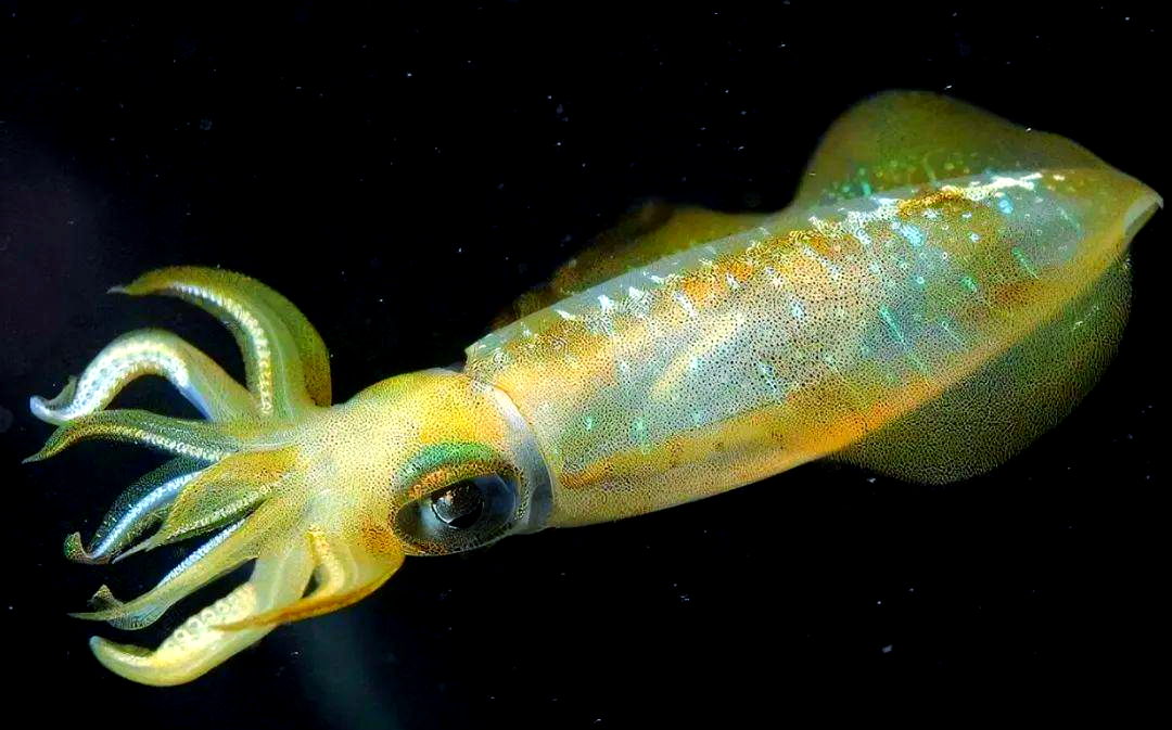 探索多彩乌贼世界