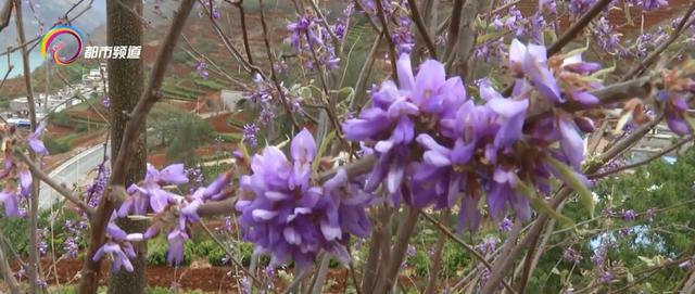 何启华:用一碗暖心红糖开启"甜蜜事业"