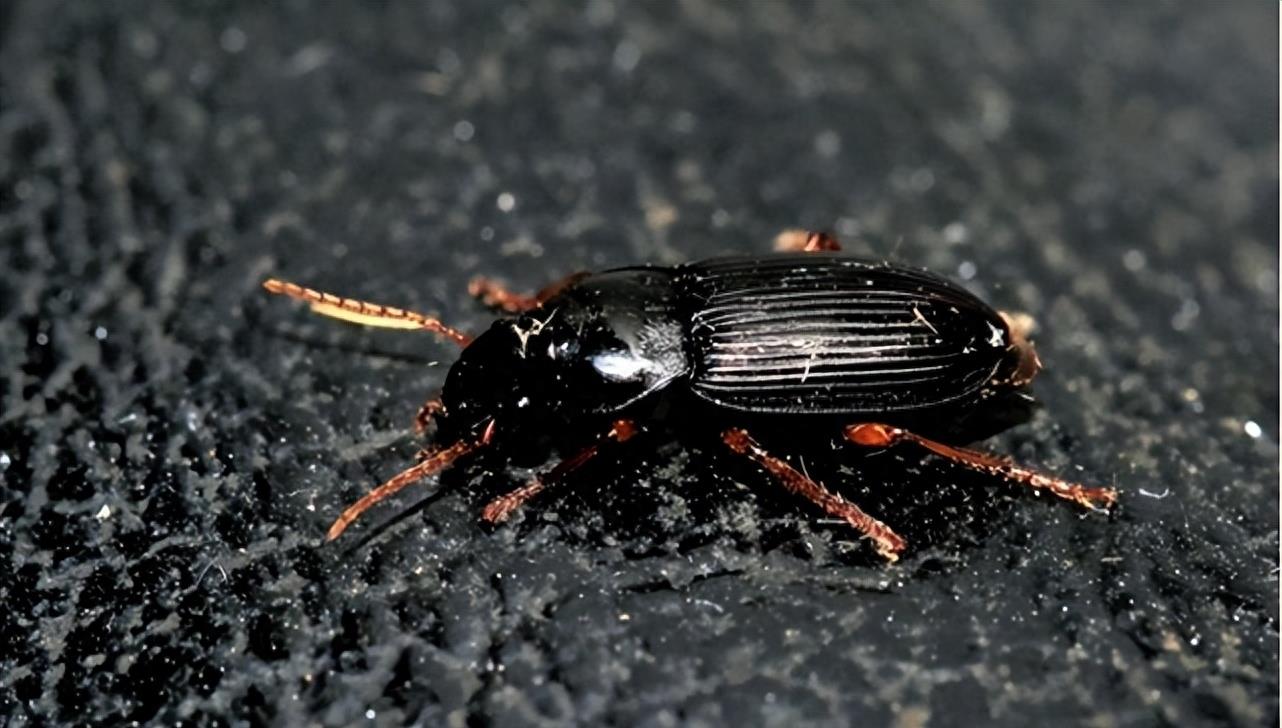 人为投放?京津冀居民家中出现"黑色大蟑螂",有光就会成群靠近