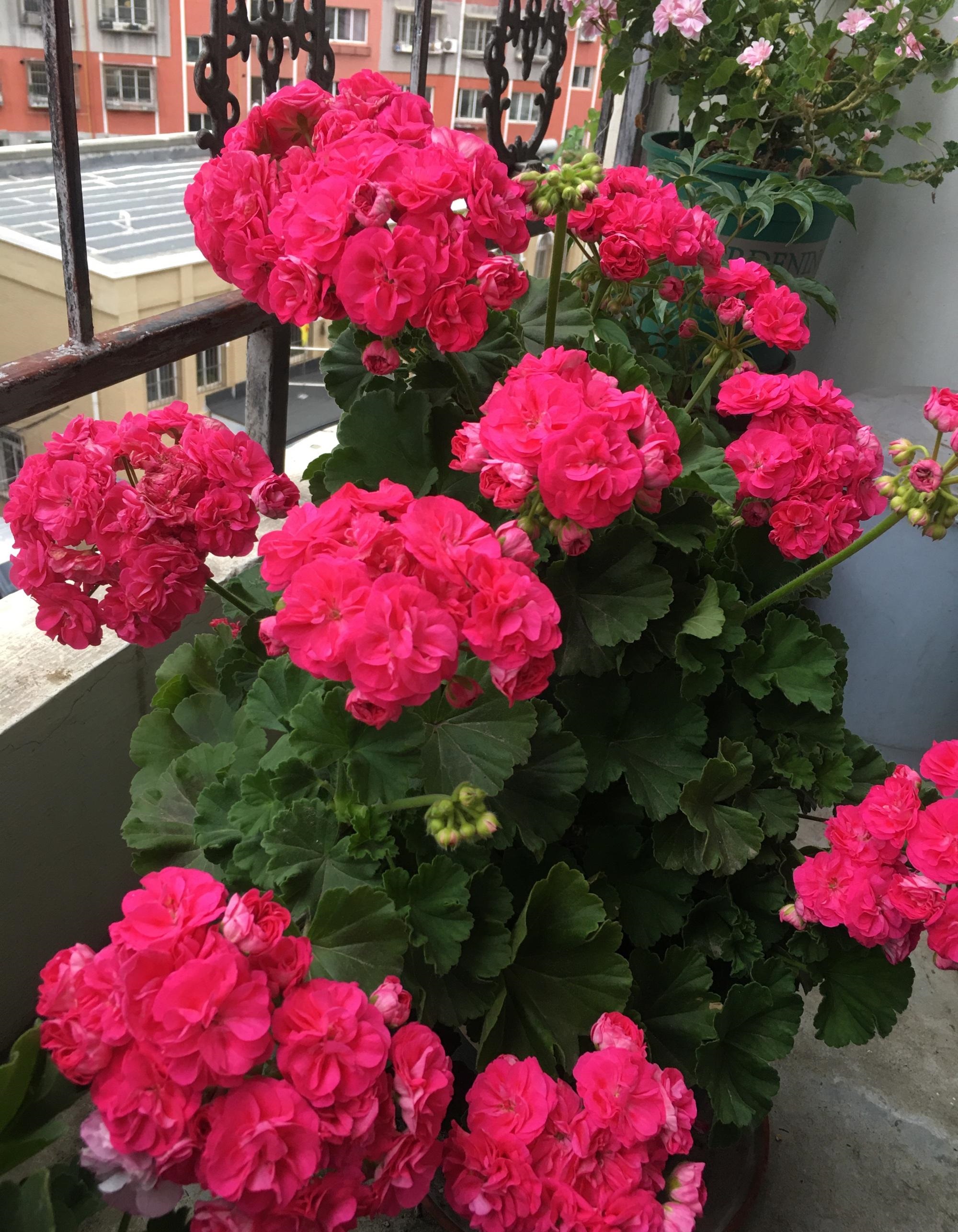 一款长得像玫瑰的天竺葵,颜值极高,多季绽放,好养,你值得拥有