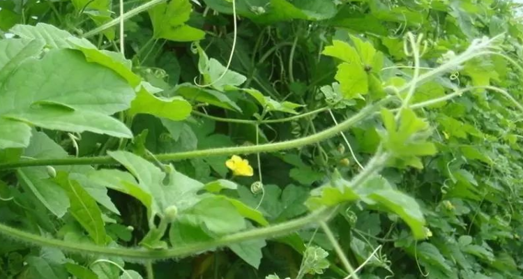 缠绕茎与攀缘茎的区别