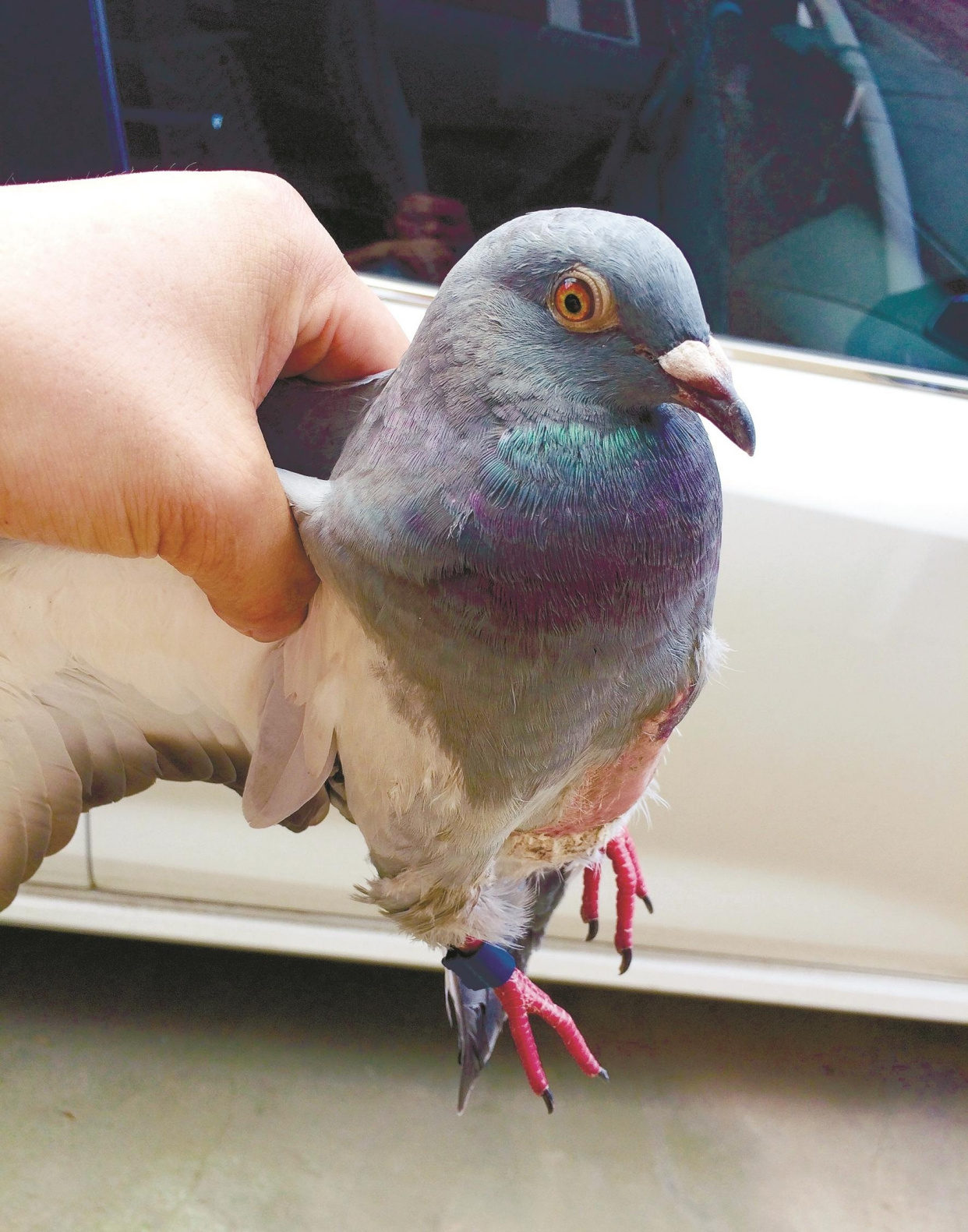 市民捡到受伤信鸽 盼它早回主人身边