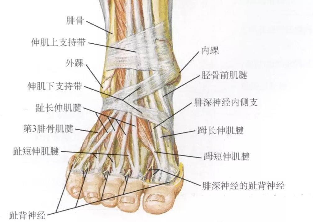 足拇长屈肌腱解剖图图片