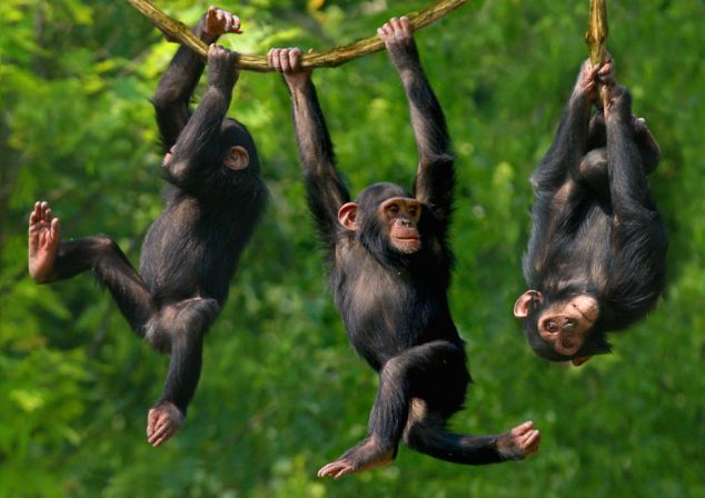 研究发现,黑猩猩并排行走时,步调会自然变得同步,开始进化了?