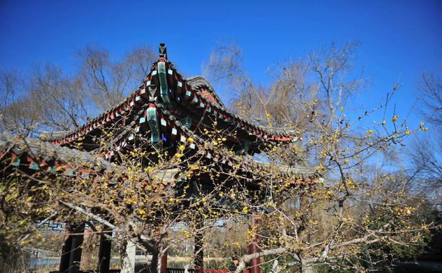 美济南趵突泉的蜡梅开啦赏梅攻略已备好