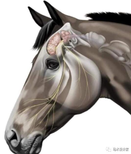 关于马脑的 15 个有趣事实